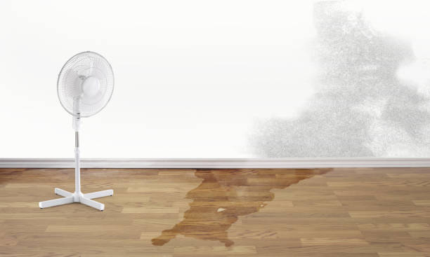 Best Water damage restoration near me  in Cartervle, IL