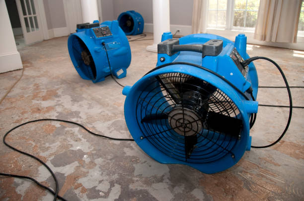 Best Mold removal after water damage  in Cartervle, IL